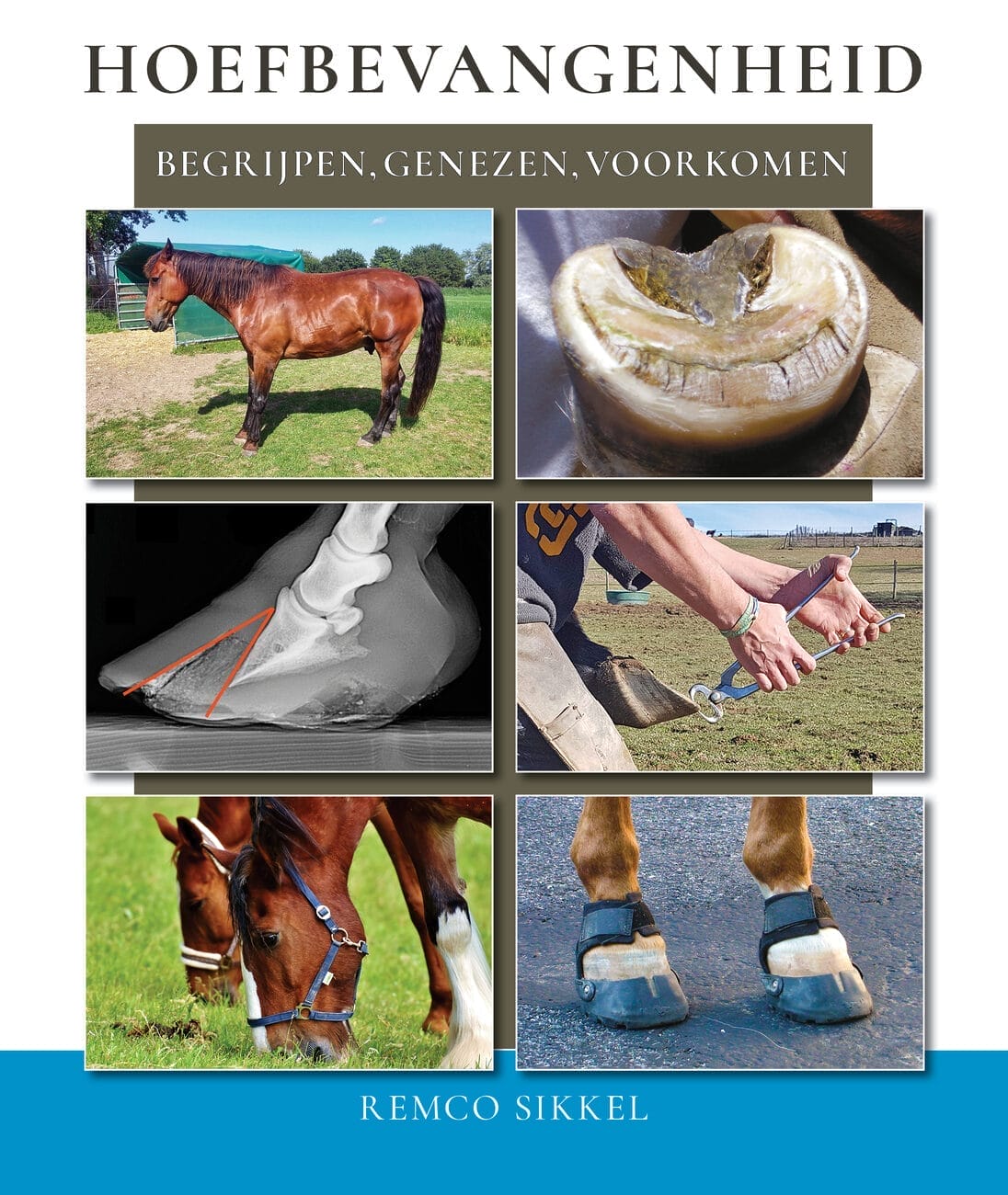 Laminitis Dutch version (Hoefbevangen)