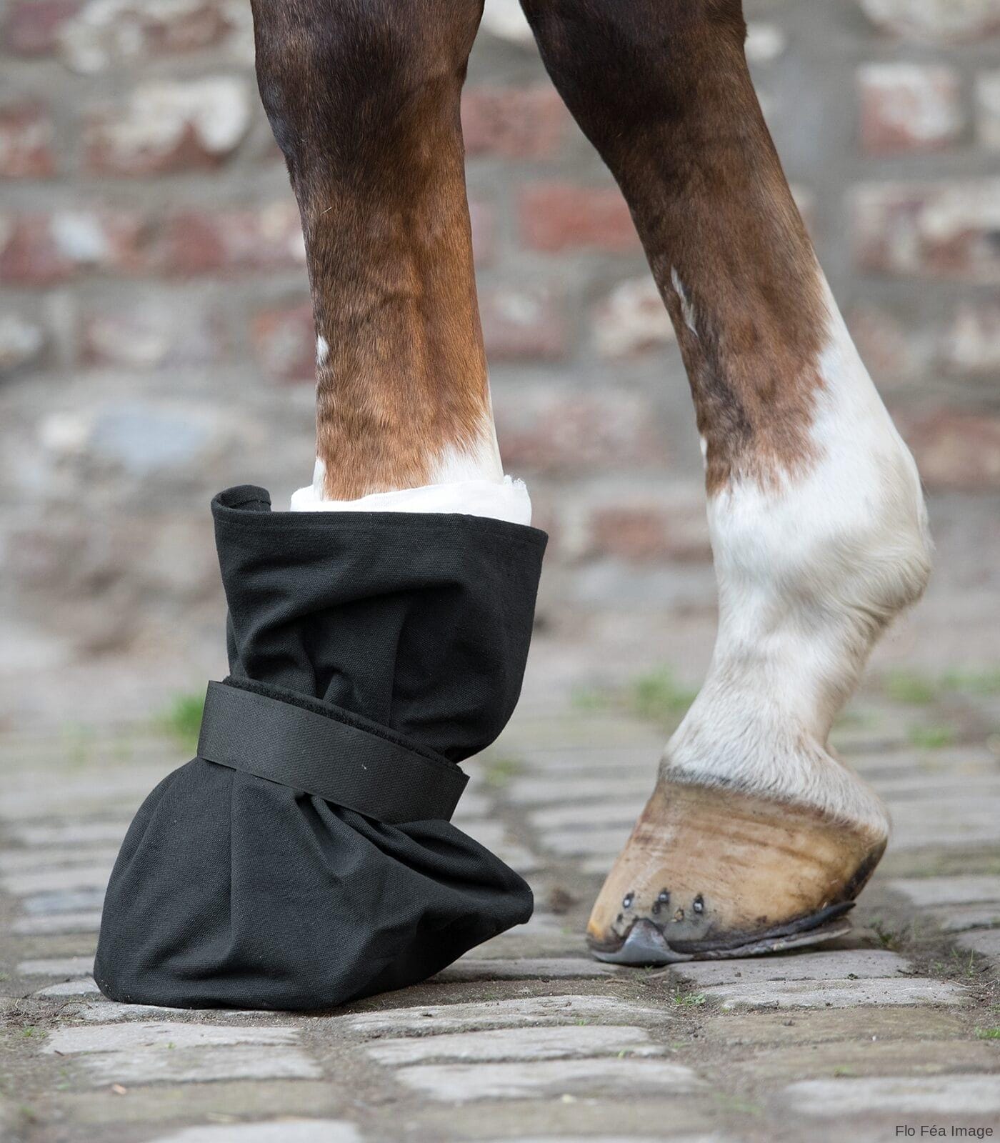 Hoof Protection - Image 2