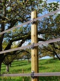 OctoWood Post 225cm