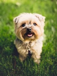 terrier, dog, puppy, animal, breed, nature, canine, adorable, cute, domestic, fur, grass, little, mammal, pedigree, pet, portrait, purebred, furry