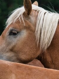 haflinger, nature, horse, animal, pony, brown, mane, horse head, pferdeportrait