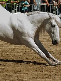 horse, horse riding, dressage, nature, standard