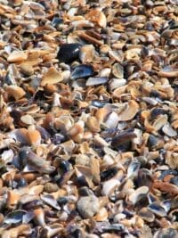 Green-lipped mussel