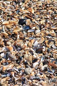 Green-lipped mussel