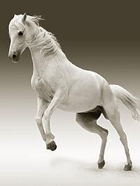 horse, mare, nature, animal, female horse, white horse, mammal, equine, portrait