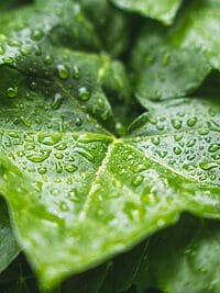 plant, nature, raindrop, foliage leaves, water, green, leaves, rain, summer rain