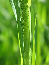 weed, free wallpaper, grass, hd wallpaper, hay, plant, flora, wallpaper 4k, nature wallpaper, full hd wallpaper, windows wallpaper, beautiful wallpaper, free background, nature, nature background, mac wallpaper, green, summer, cool backgrounds, background, desktop backgrounds, floral background, wallpaper, phleum pratense, laptop wallpaper, green background, green grass, wallpaper hd, beautiful nature, 4k wallpaper, 4k wallpaper 1920x1080, green summer, green wallpaper