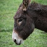Side profile of a brown donkey standing on lush green grass, showcasing its calm demeanor.