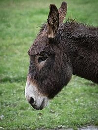 Side profile of a brown donkey standing on lush green grass, showcasing its calm demeanor.