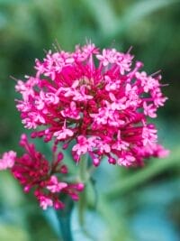 Close-up of a vibrant pink flower in bloom with blurred green background.