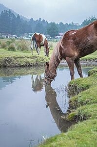 Fresh Drinking Water Horse