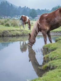 Fresh Drinking Water Horse