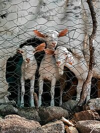 Close-up of three goats peering through a wire fence on a farm.