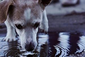 Adorable dog drinking water from a small puddle outdoors, close-up shot.