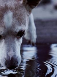 Adorable dog drinking water from a small puddle outdoors, close-up shot.