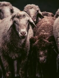 Sheep Fat: multiple bebefits for your dog