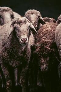 Sheep Fat: multiple bebefits for your dog