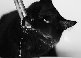 Black cat drinks from a stainless steel faucet, in a studio setting.