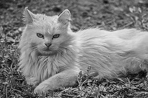 Beautiful Turkish Angora cat lying outdoors in a serene pose.