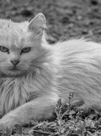 Beautiful Turkish Angora cat lying outdoors in a serene pose.