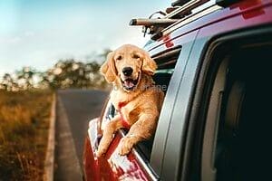 Happy golden retriever enjoying a scenic car ride in the countryside.