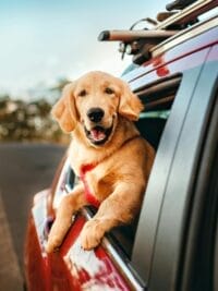 Happy golden retriever enjoying a scenic car ride in the countryside.