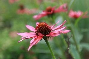 Vibrant pink echinacea flowers in full bloom with lush green background.