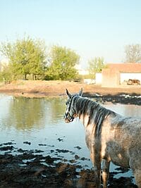 A gray horse stands by a tranquil pond in the countryside during a sunny summer day.