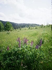 Idyllic summer meadow with vibrant purple lupine flowers under a clear sky.