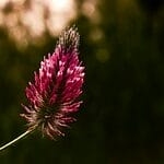 Sainfoin Flower