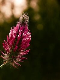 Sainfoin Flower