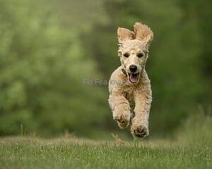 Adorable Goldendoodle puppy joyfully running on grass, showcasing playful energy and charm.