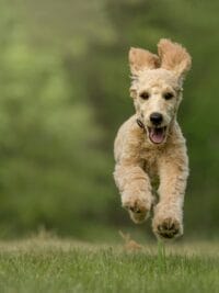 Adorable Goldendoodle puppy joyfully running on grass, showcasing playful energy and charm.