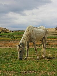 A white horse grazing on grass in a scenic outdoor landscape under a cloudy sky.
