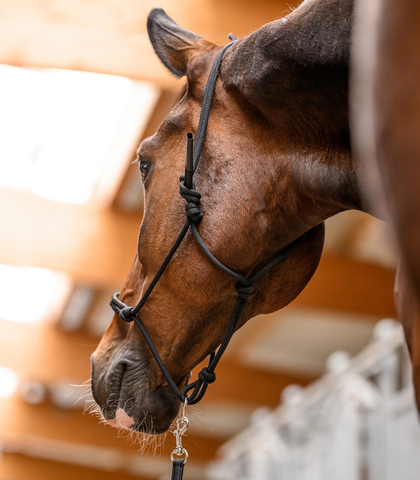 Knotted halter with movable ring - Image 3