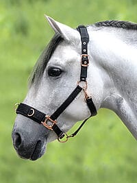 Groundwork and Lunging