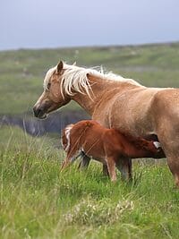 A serene countryside view of a mare nursing her foal in a lush green field.