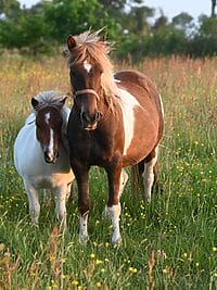 Tranquil scene of two horses standing together in a lush green summer meadow.
