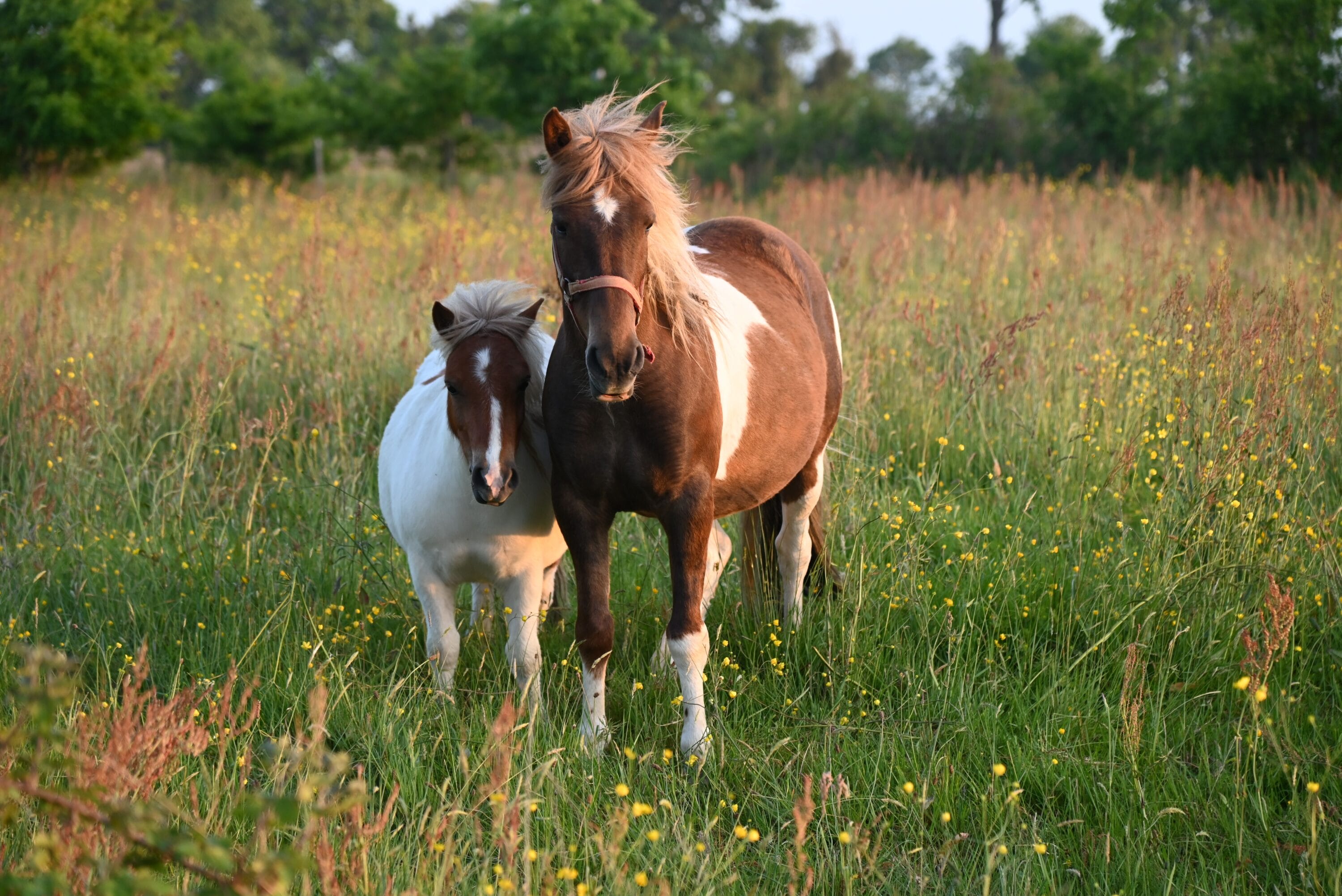 Tranquil scene of two horses standing together in a lush green summer meadow.