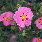 Close-up photo of vibrant pink rockrose flowers with green foliage and a vibrant summer backdrop.