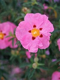 Close-up photo of vibrant pink rockrose flowers with green foliage and a vibrant summer backdrop.