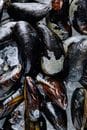 Closeup of fresh raw mussels on ice, ideal for seafood enthusiasts and culinary projects.