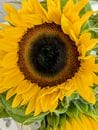 Stunning close-up of a sunflower showcasing its bright yellow petals and intricate details.