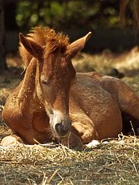 Adorable foal resting on hay in a sunny farm setting, peaceful and serene.