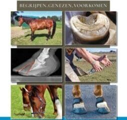 Remco Sikkel: Hoefbevangenheid NL