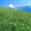 Alpen