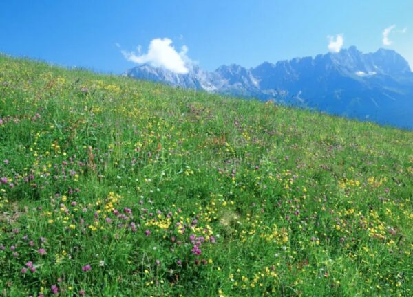 Alpen